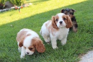 chiots cavalier king charles