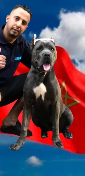 Femel cane corso