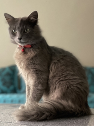 Chat male nebelung