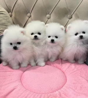 Spitz nain