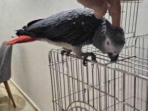 Perroquet gris gaboni