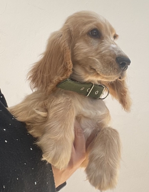 Cocker Spaniel Anglais mâle âgé de 3 mois