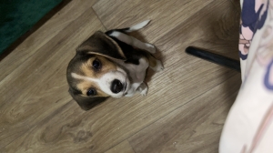 Beagle