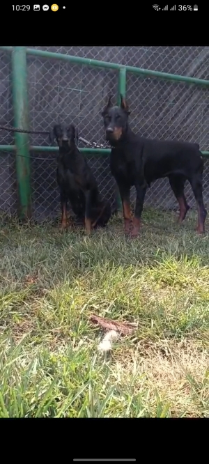 Doberman européen