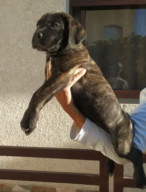 Chiot cane corso