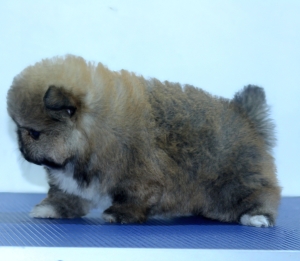 Spitz nain pomeranian