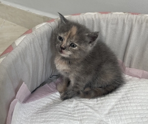 🐾 Chatons à adopter 🐾