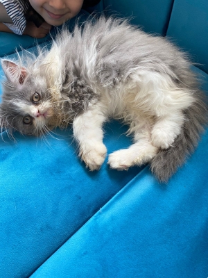 Persan female