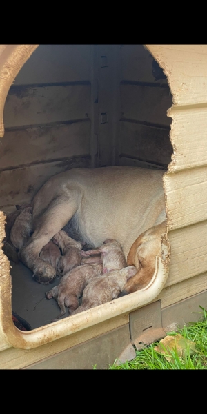 Vend chiot