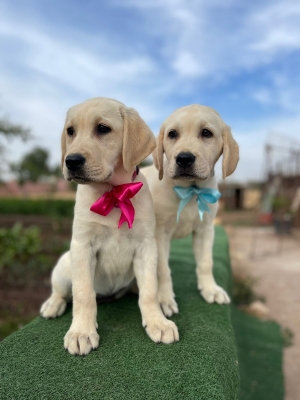 Labrador pédigrée