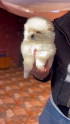 Spitz pomeranian nain