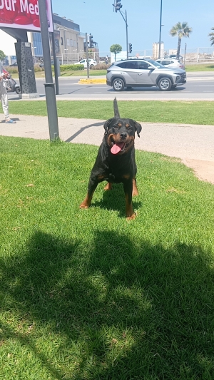 Femelle rottweiler race pure 6 mois