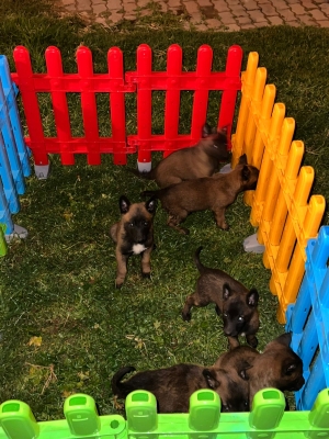 Berger Belge Malinois 🐾