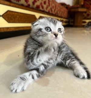 scottish fold