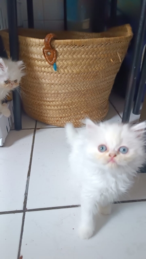 Chatons persans