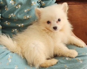 spitz pomeranian