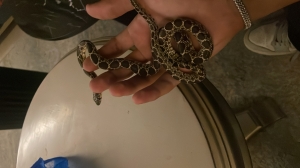 Serpent couleuvre