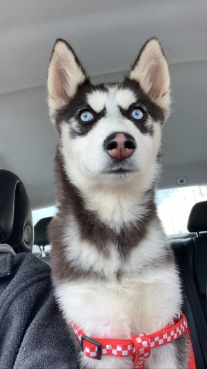 Husky Pure race