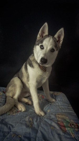 Husky Sibérien