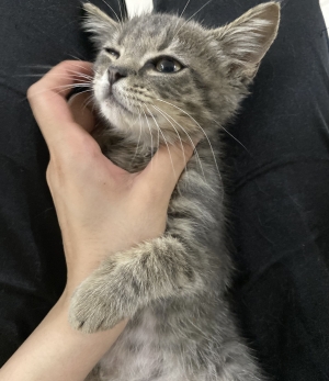 Chatons scotish straight