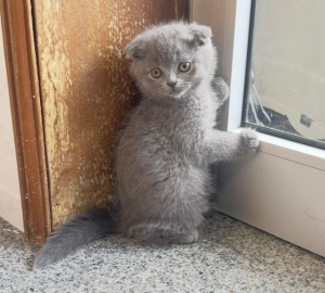 scottish fold chaton