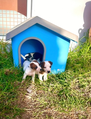Jack Russell