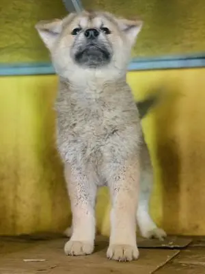 Akita inu