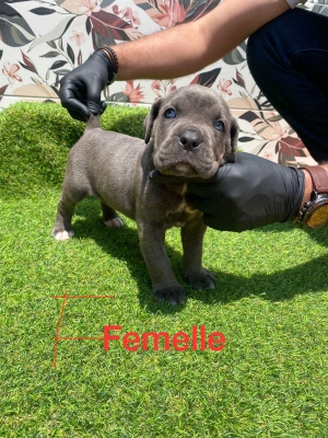 Cane Corso