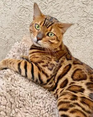 Chatons Bengal avec certificat Pedigree TICA