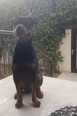 Mâle Rottweiler à vendre