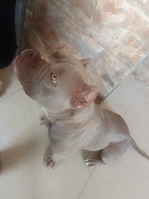 micro bully