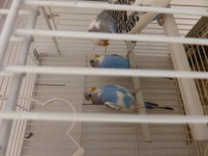 3perruche
