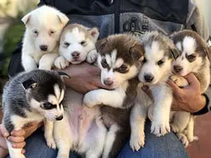 Chiots husky