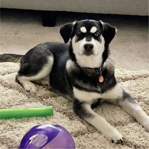 📣 Adorables Chiots croisés Golden Retriever X Husky 🦮