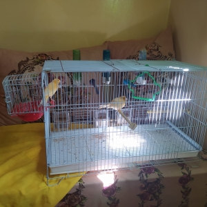 Canari rouge