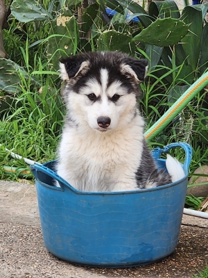 Donne chiot husky femelle