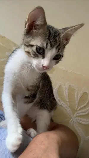 Adoption