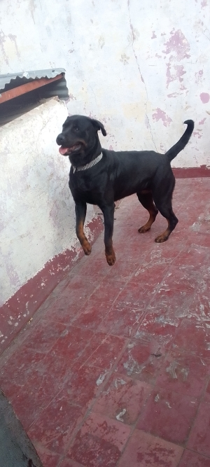 Rott