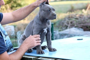 Chiots Cane corso 3 mois