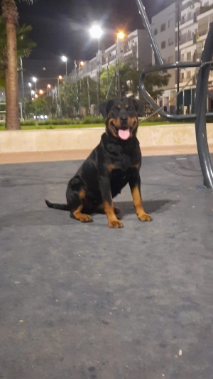 Femelle rottweiler race pure