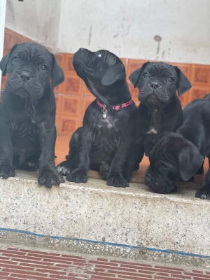 Disp chiot cane corso piedegri ligne de champion