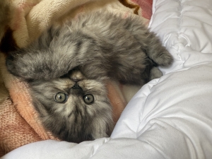 Himalayen persian