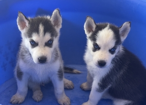 Husky