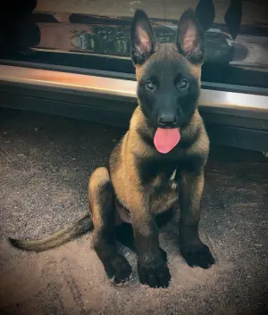 chiots malinois