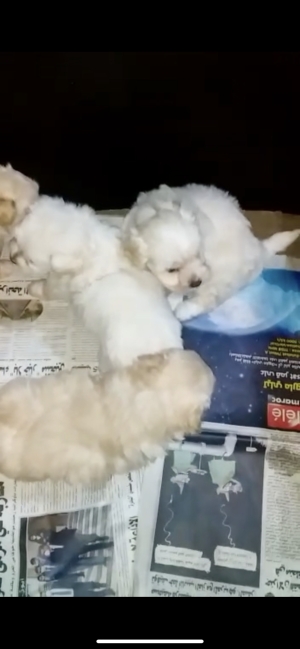 Chiots bichons