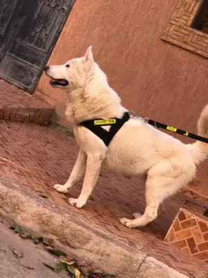 Husky malamute à vendre male