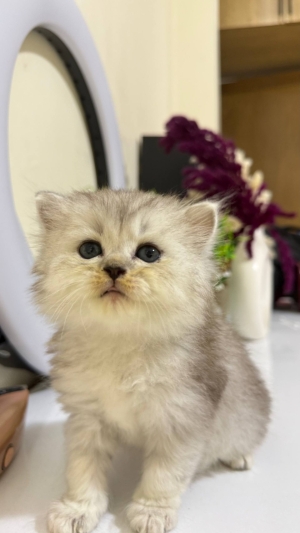 British & Scottish Fold