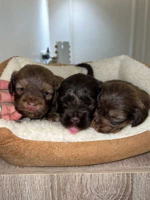 Bichon Havanais 🍫Chocolat (Couleur Rare)