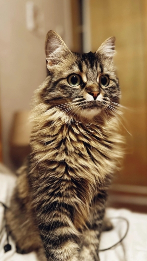 Chatte norvégienne pour adoption
