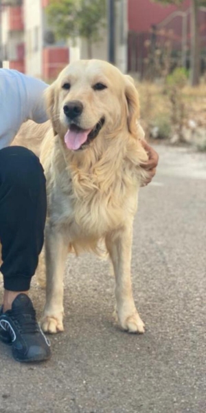 Male golden retriever